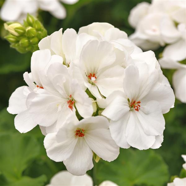 Galaxy™ White 26 Zonal Geranium - Bloom