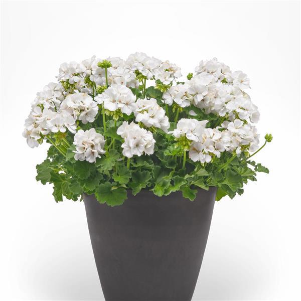 Galaxy™ White 26 Zonal Geranium - Container