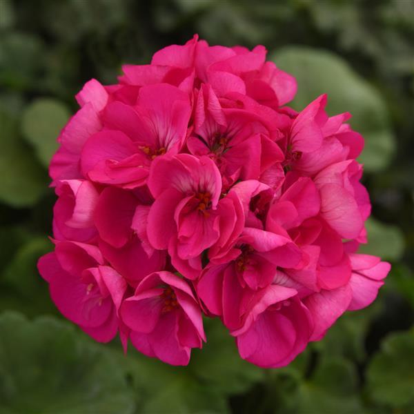 Dynamo™ Purple Zonal Geranium - Bloom
