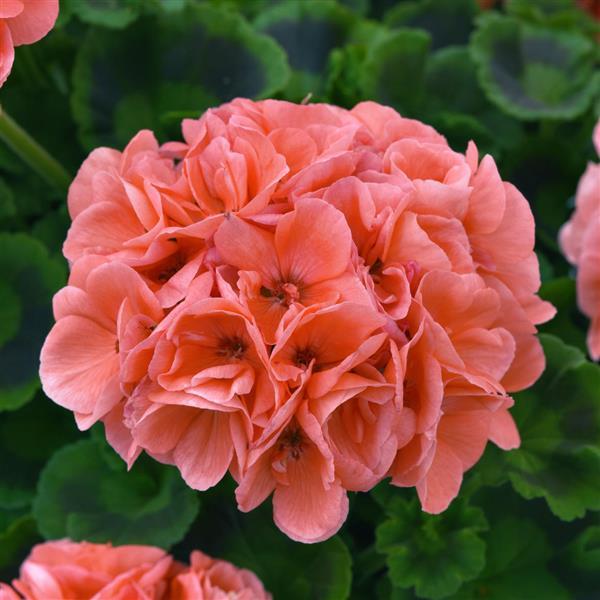 Dynamo™ Salmon Zonal Geranium - Bloom