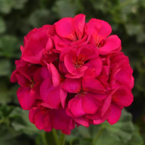 Dynamo™ Violet Zonal Geranium - Bloom
