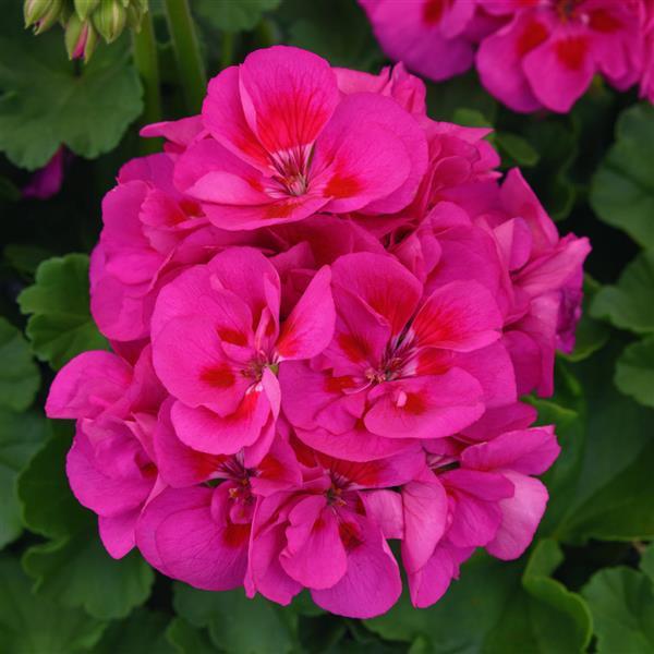 Dynamo™ Purple Sizzle Zonal Geranium - Bloom