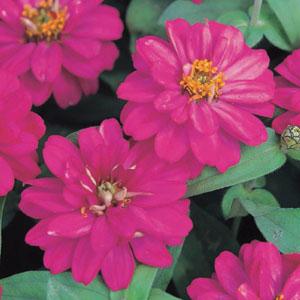 Profusion Double Cherry Zinnia - Bloom
