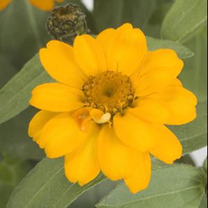 Profusion Double Golden Zinnia - Bloom
