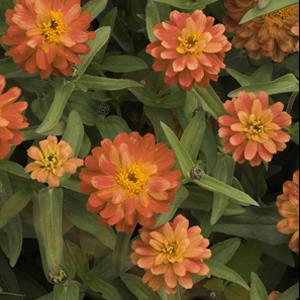 Profusion Double Deep Salmon Zinnia - Bloom
