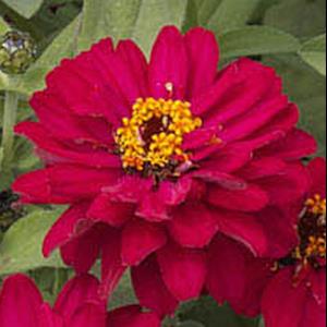 Profusion Double Hot Cherry Zinnia - Bloom