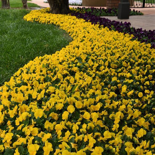 Sorbet® XP Yellow Viola - Commercial Landscape 1