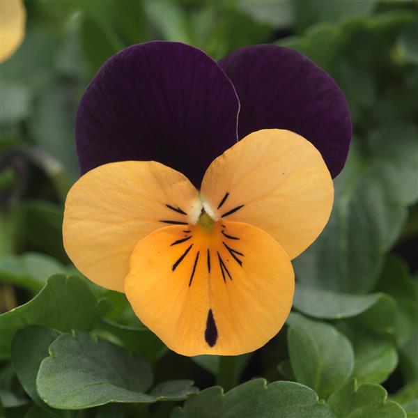 Sorbet® XP Orange Jump Up Viola - Bloom