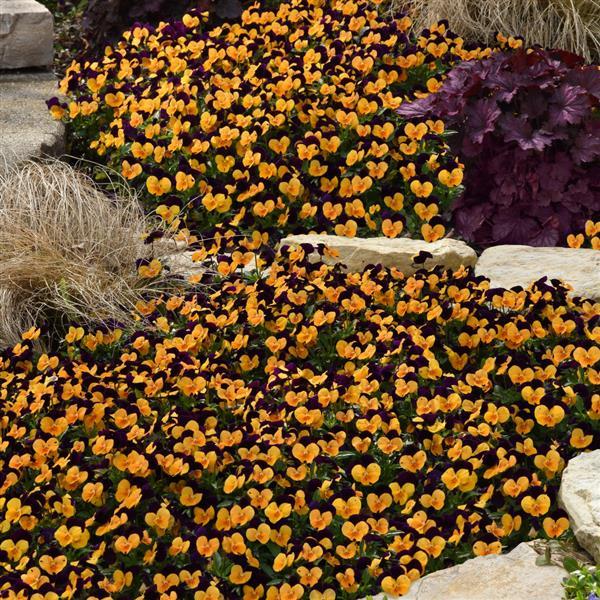 Sorbet® XP Orange Jump Up Viola - Landscape