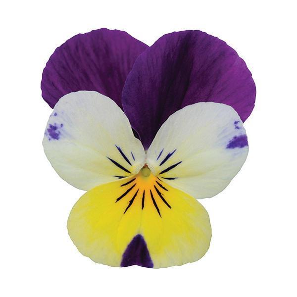 Sorbet® XP Lemon Jump Up Viola - Bloom