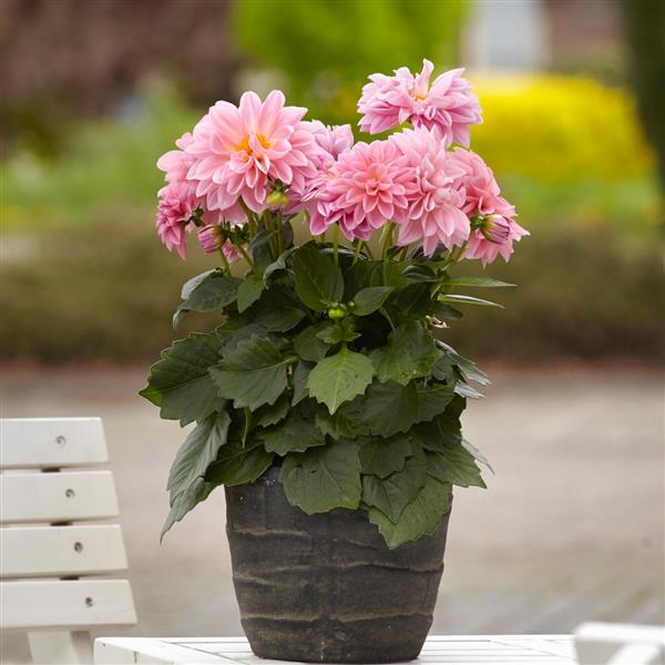 Dahlietta® Emily Dahlia - Container
