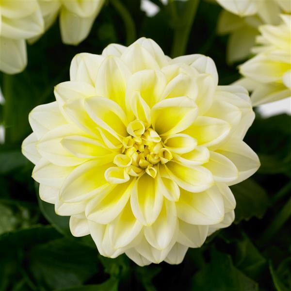 Dahlietta® Shirley Dahlia - Bloom