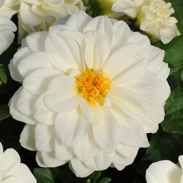 Dahlietta® Blanca Dahlia - Bloom