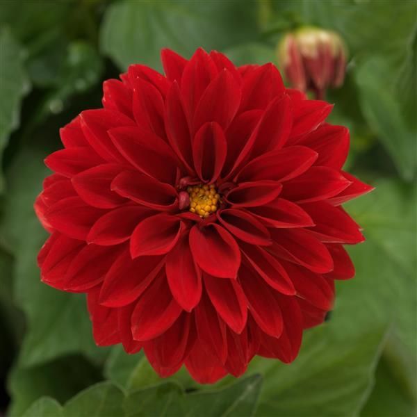 Dahlietta® Tessy Dahlia - Bloom