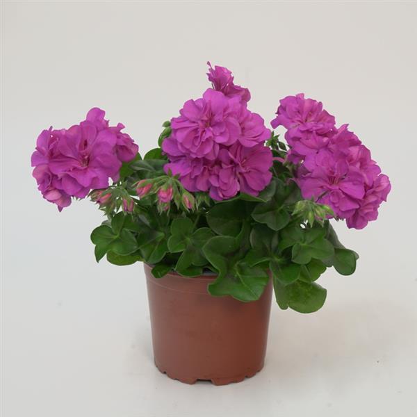 Royal™ Blue Ivy Geranium - Container