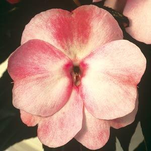 ColorPower™ Appleblossom New Guinea Impatiens - Bloom