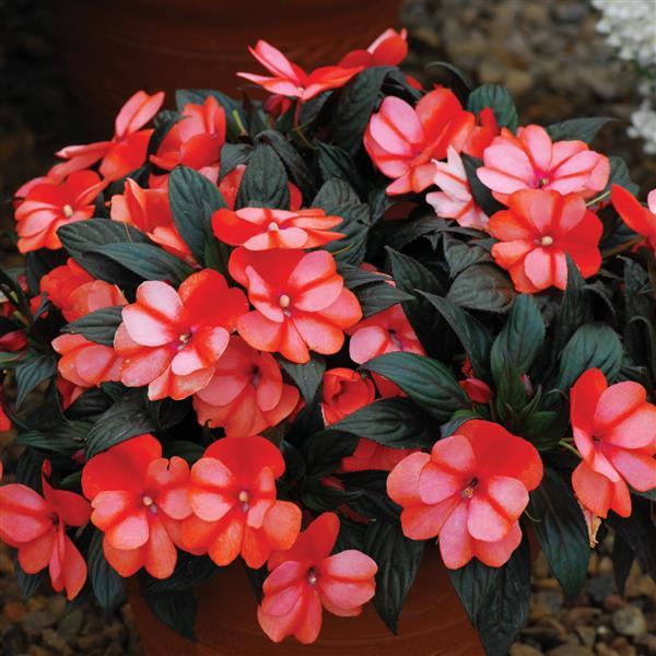 ColorPower™ Orange Flame New Guinea Impatiens - Container