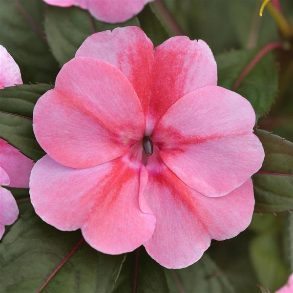 ColorPower™ Pink Flame New Guinea Impatiens - Bloom