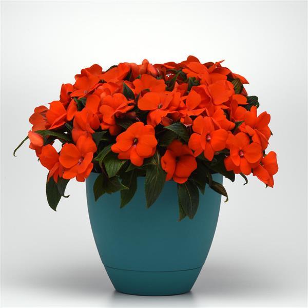 ImPower™ Orange New Guinea Impatiens - Container