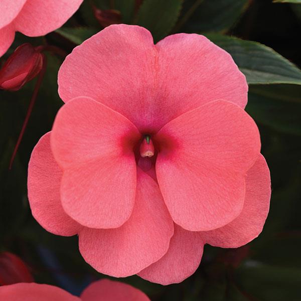 ImPower™ Salmon New Guinea Impatiens - Bloom