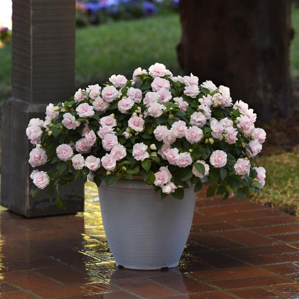 Glimmer™ Appleblossom Double Impatiens - Container