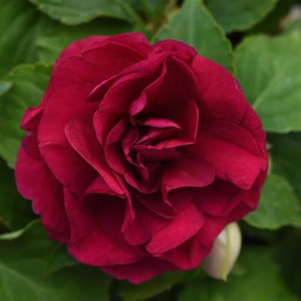 Glimmer™ Burgundy Double Impatiens - Bloom