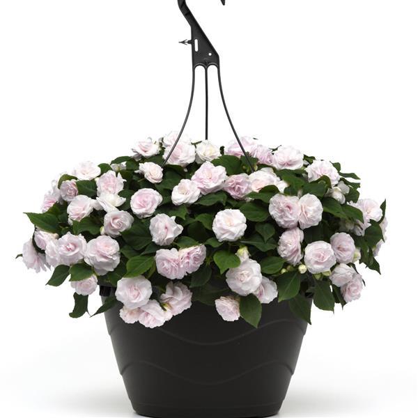 Glimmer™ White Double Impatiens - Basket