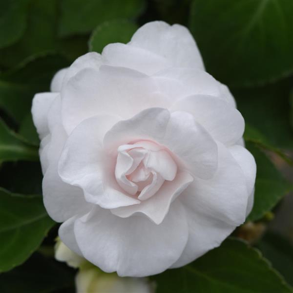 Glimmer™ White Double Impatiens - Bloom