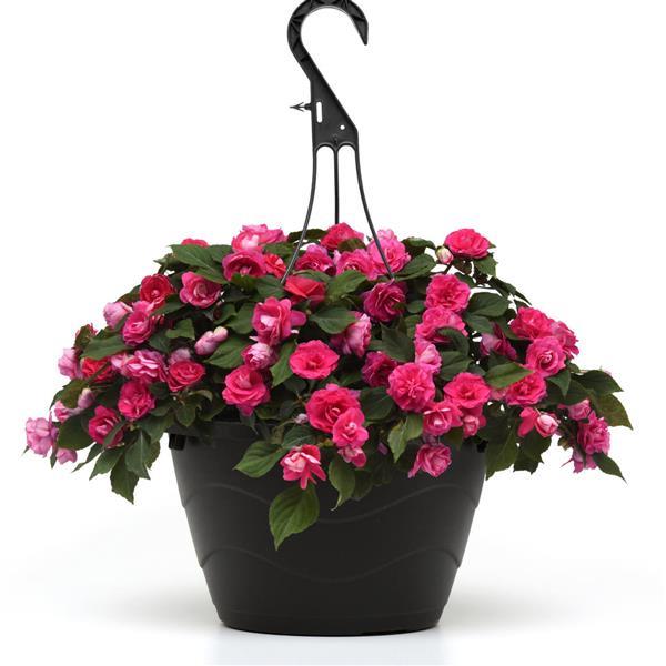 Glimmer™ Hot Pink Double Impatiens - Basket