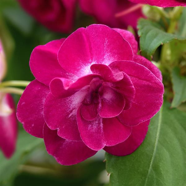 Glimmer™ Purple Stardust Double Impatiens - Bloom