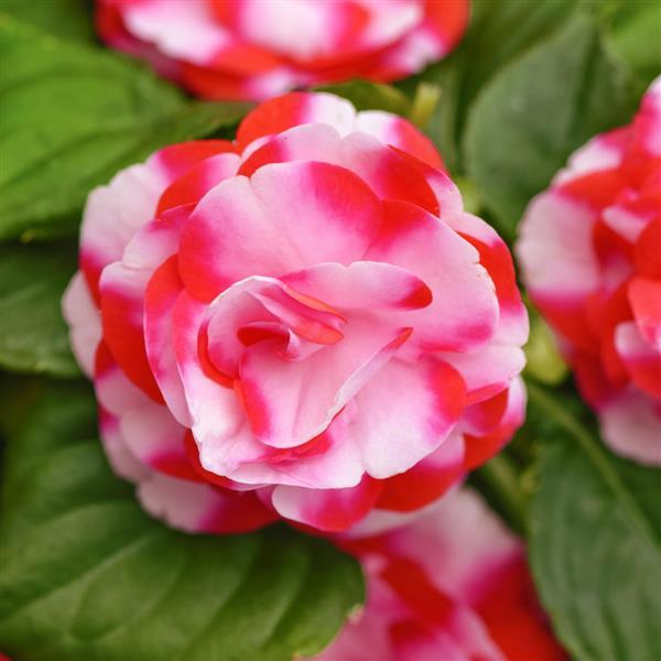 Glimmer™ Strawberry Sparkler Double Impatiens - Bloom