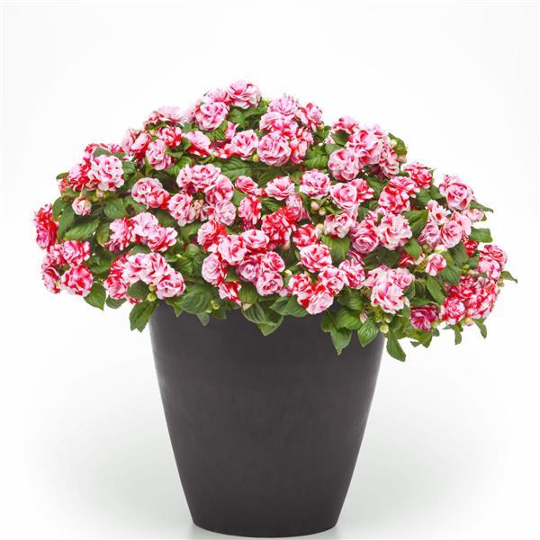 Glimmer™ Strawberry Sparkler Double Impatiens - Container