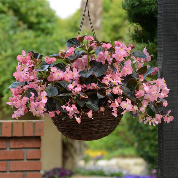 Megawatt™ Pink Bronze Leaf Begonia - Basket