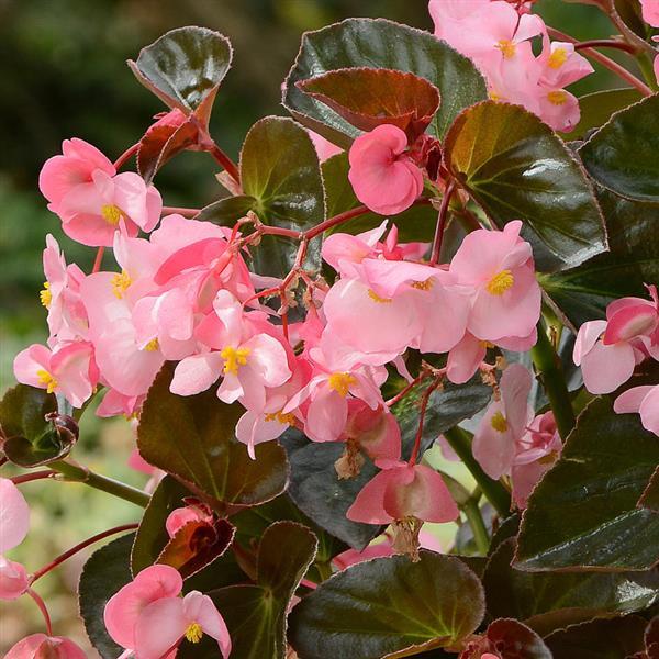 Megawatt™ Pink Bronze Leaf Begonia - Bloom