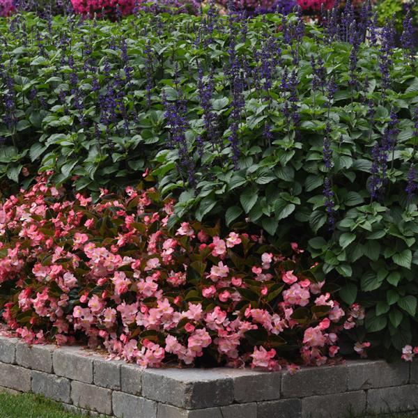 Megawatt™ Pink Bronze Leaf Begonia - Landscape