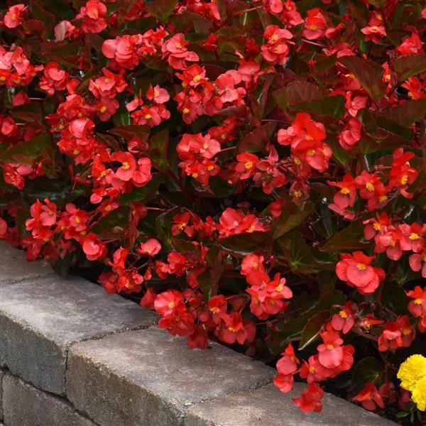 Megawatt™ Red Bronze Leaf Begonia - Commercial Landscape 1