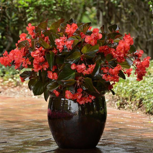 Megawatt™ Red Bronze Leaf Begonia - Container