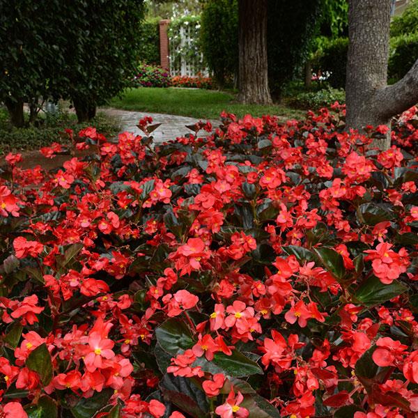 Megawatt™ Red Bronze Leaf Begonia - Landscape