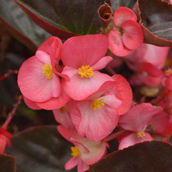 Megawatt™ Rose Bronze Leaf Begonia - Bloom