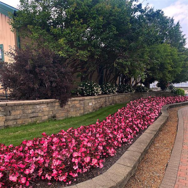 Megawatt™ Rose Bronze Leaf Begonia - Commercial Landscape 1