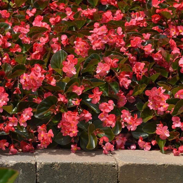 Megawatt™ Rose Bronze Leaf Begonia - Commercial Landscape 2