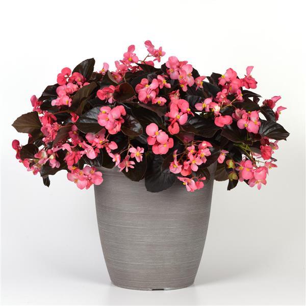 Megawatt™ Rose Bronze Leaf Begonia - Container