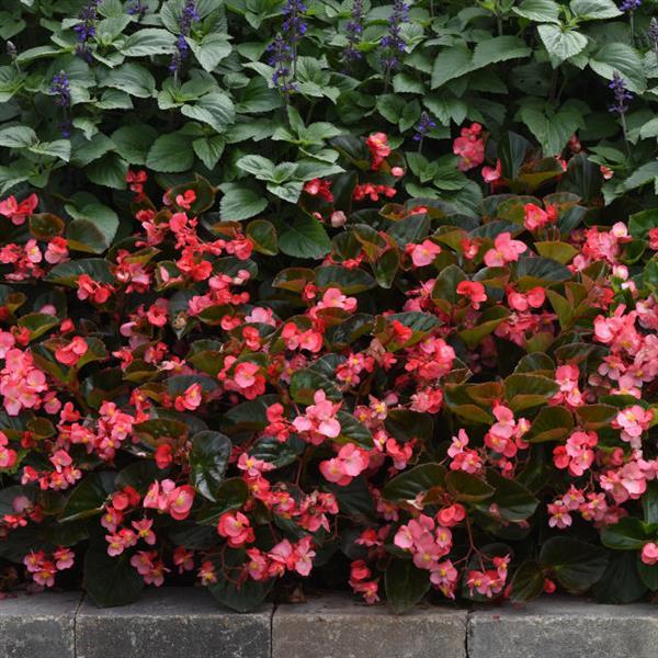 Megawatt™ Rose Bronze Leaf Begonia - Landscape