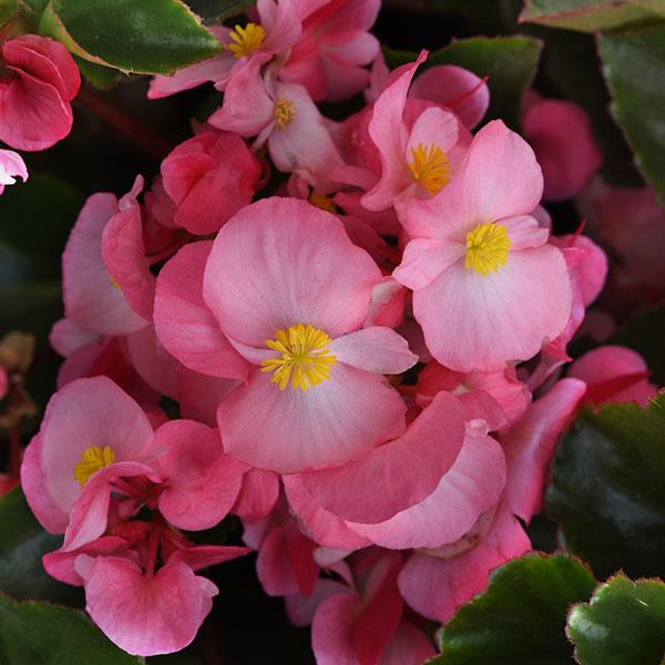 Megawatt™ Pink Green Leaf Begonia - Bloom