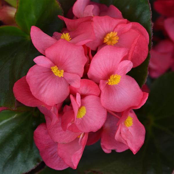 Megawatt™ Rose Green Leaf Begonia - Bloom