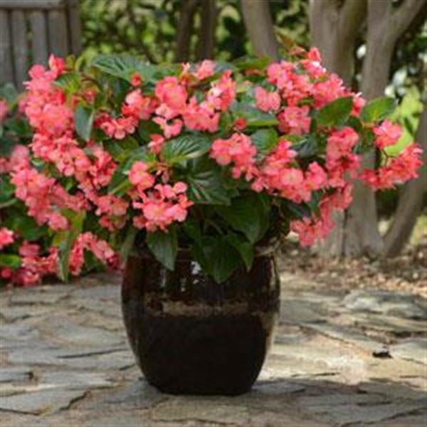 Megawatt™ Rose Green Leaf Begonia - Container