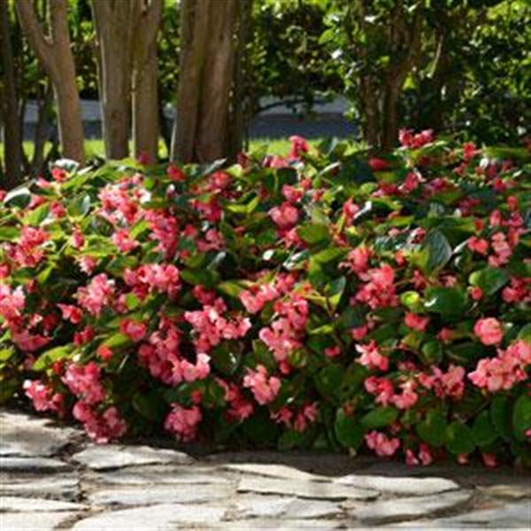 Megawatt™ Rose Green Leaf Begonia - Landscape