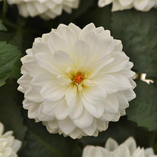 Dalaya® White 26 Dahlia - Bloom