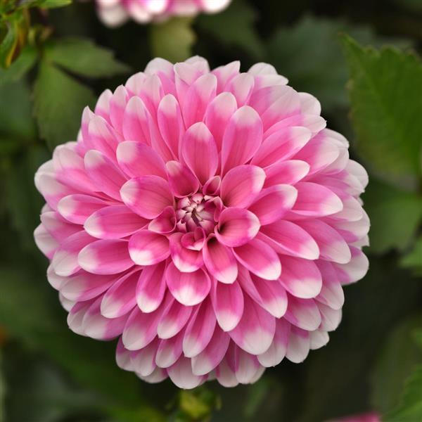 Dalaya® Pink Lace Dahlia - Bloom
