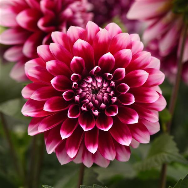 Dalaya® Purple Lace Dahlia - Bloom